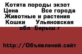 Котята породы экзот › Цена ­ 7 000 - Все города Животные и растения » Кошки   . Ульяновская обл.,Барыш г.